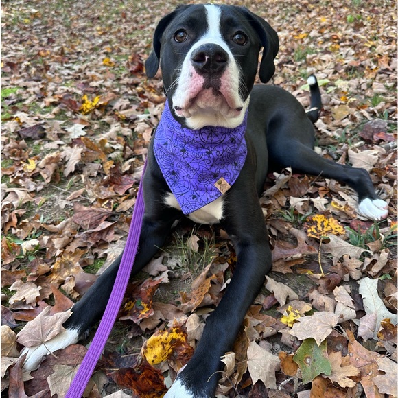 Meet your Posher, Bridget - Picture 4 of 8